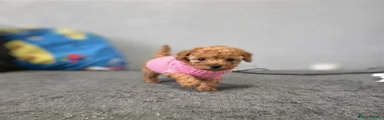 Toy Poodle 2