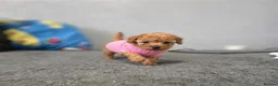 Toy Poodle dogs for sale: Kc red toy poodle  - Advert 3