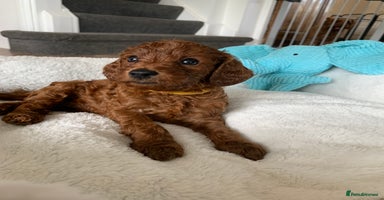 Cockapoo dogs - Advert 2