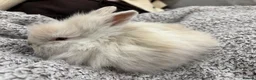Lionhead rabbits for sale: Double Mane Lion Head Bunnies 🐰 for sale  - Advert 17