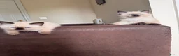 Ragdoll cats for sale: GCCF Adorable ragdoll kittens ready to gohome now - Advert 9