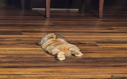 Netherland Dwarf rabbits for sale: Netherland Lop - Image 7