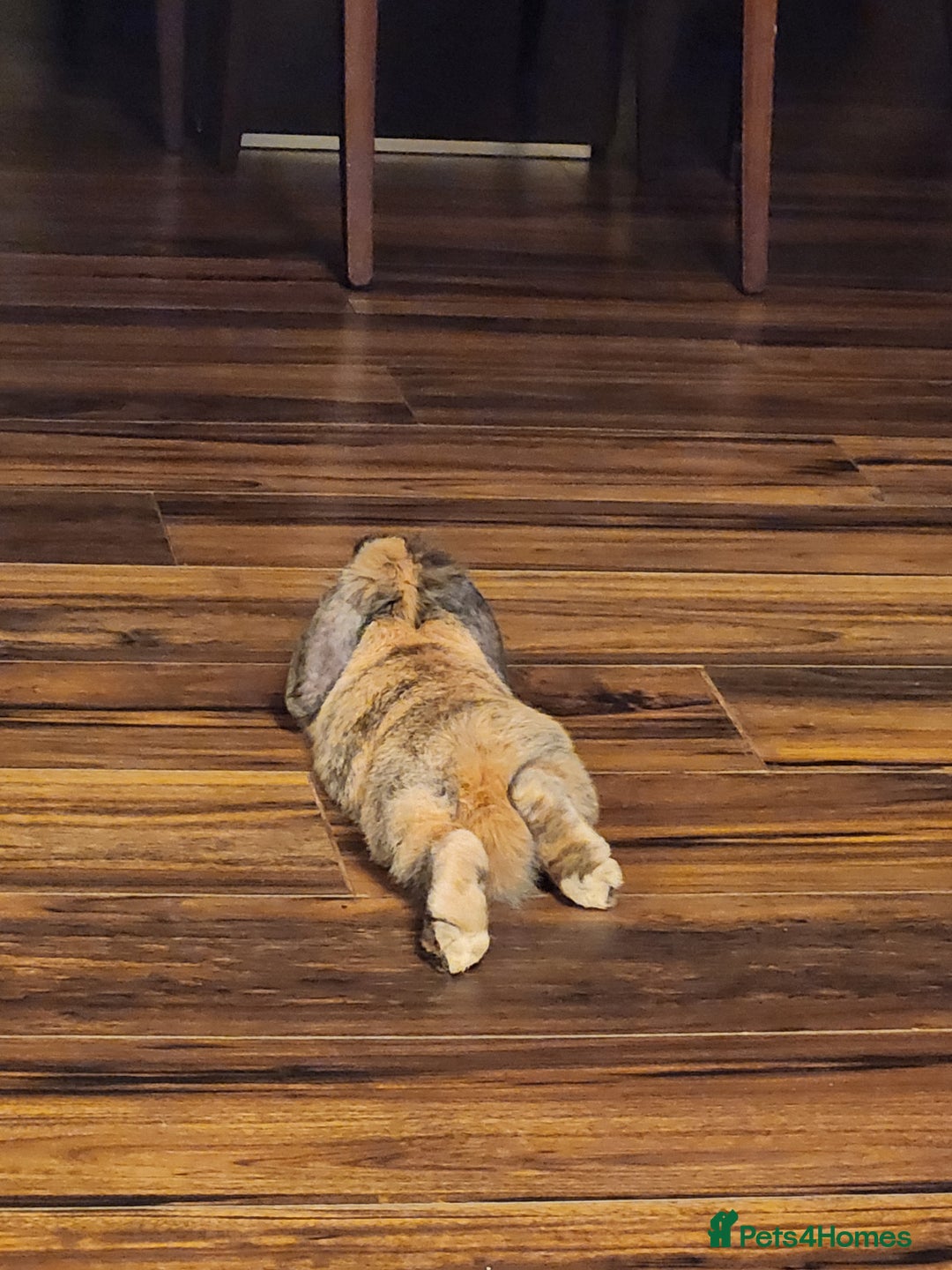 Netherland Dwarf rabbits for sale: Netherland Lop - Image 7