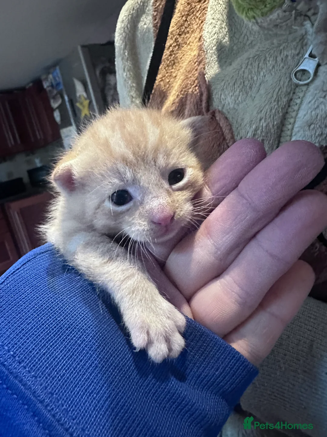 Domestic Shorthair cats for sale: Beautiful kittens - Advert 41