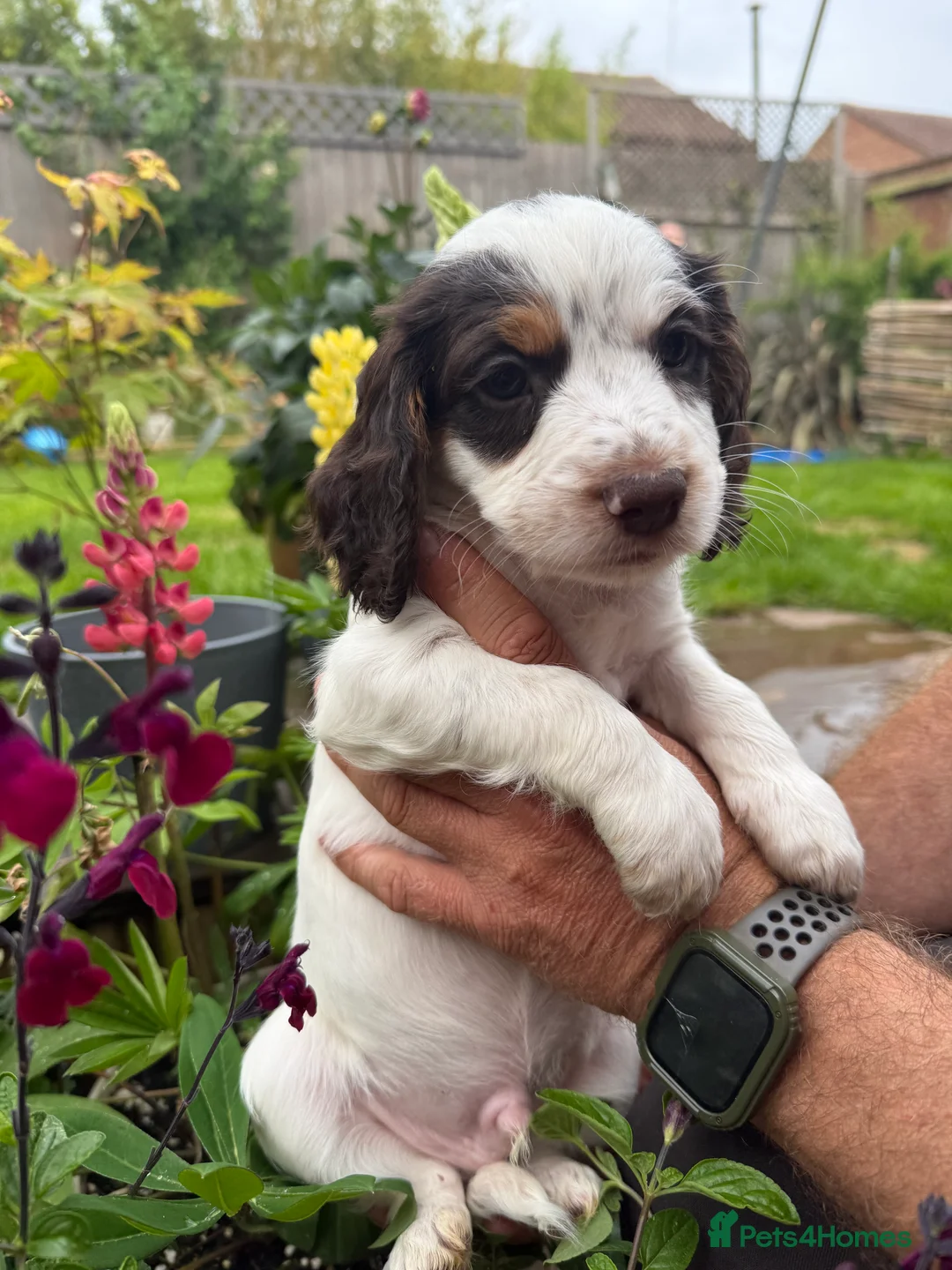 Cocker Spaniel dogs for sale: Working cocker spaniel Puppies  - Advert 11