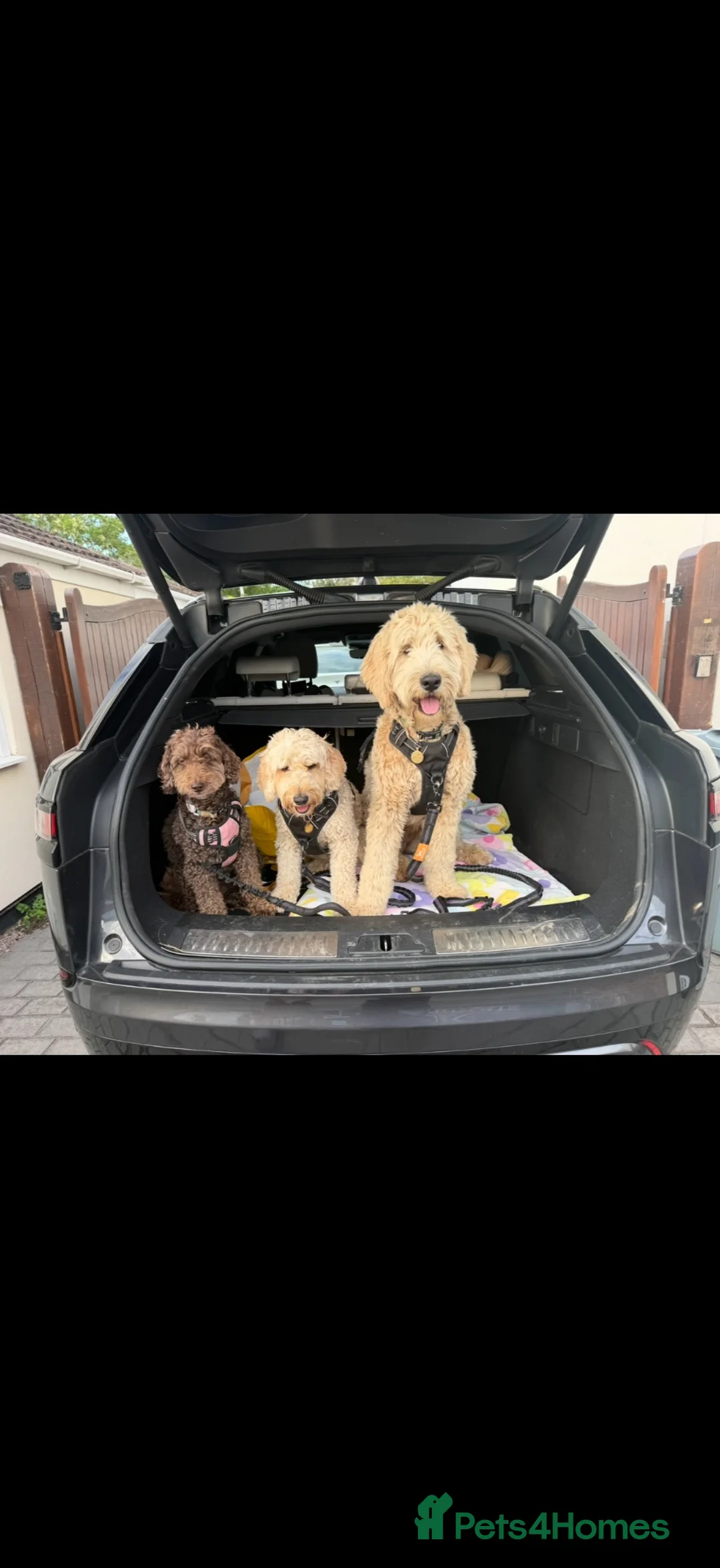Double Doodle dogs for sale: Honey the Bernedoodle  - Advert 2
