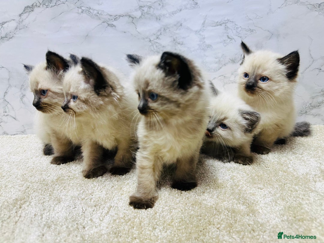 Ragdoll cats for sale: Pure Beautiful Ragdoll Kittens  - Advert 4
