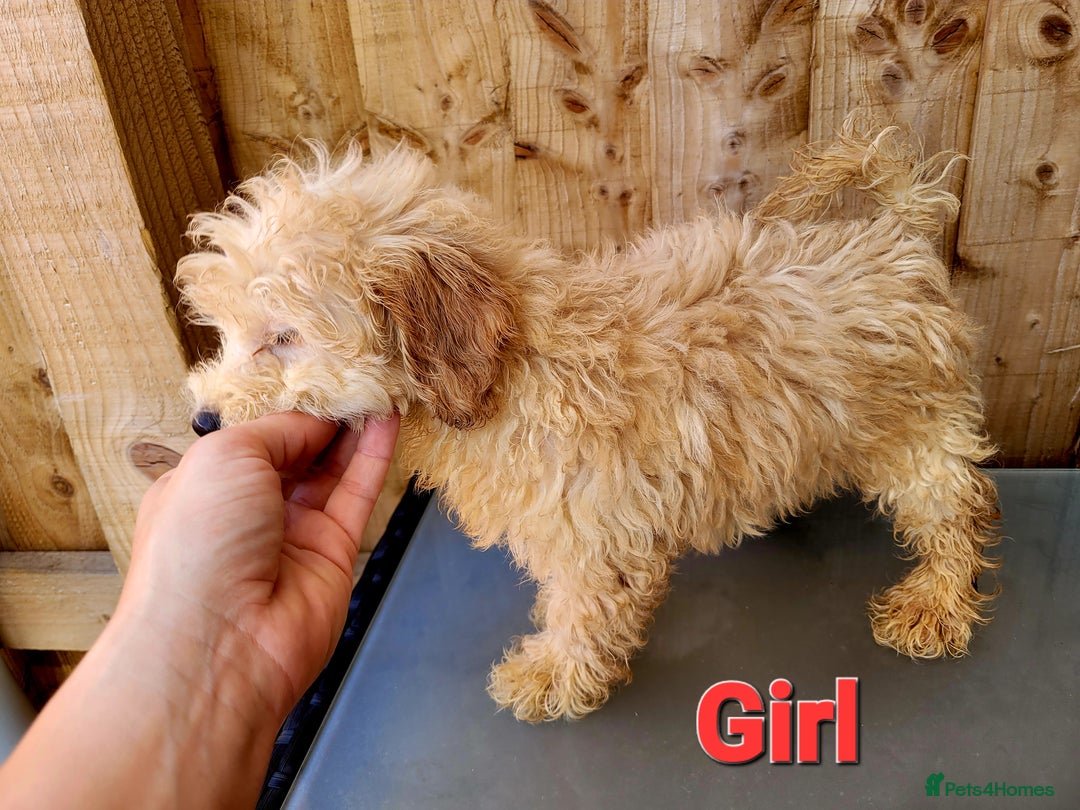 Maltipoo dogs for sale: Adorable Maltipoo Puppies for sale-ONE BOY LEFT - Image 7
