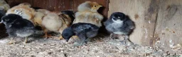 Chickens poultry for sale: Newborn baby chicks for sale in London  - Advert 17