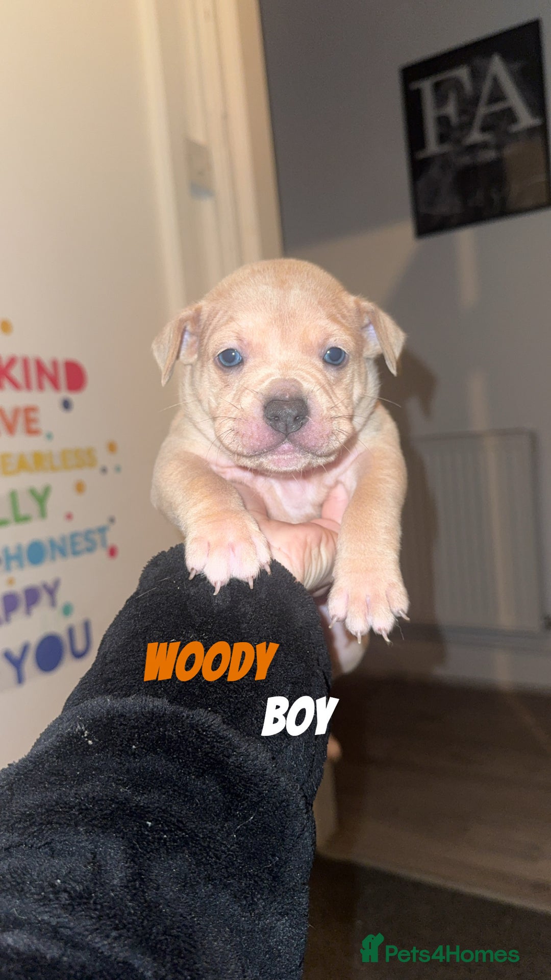 Mixed Breed dogs for sale: 7 Beautiful Staffys left - Advert 2