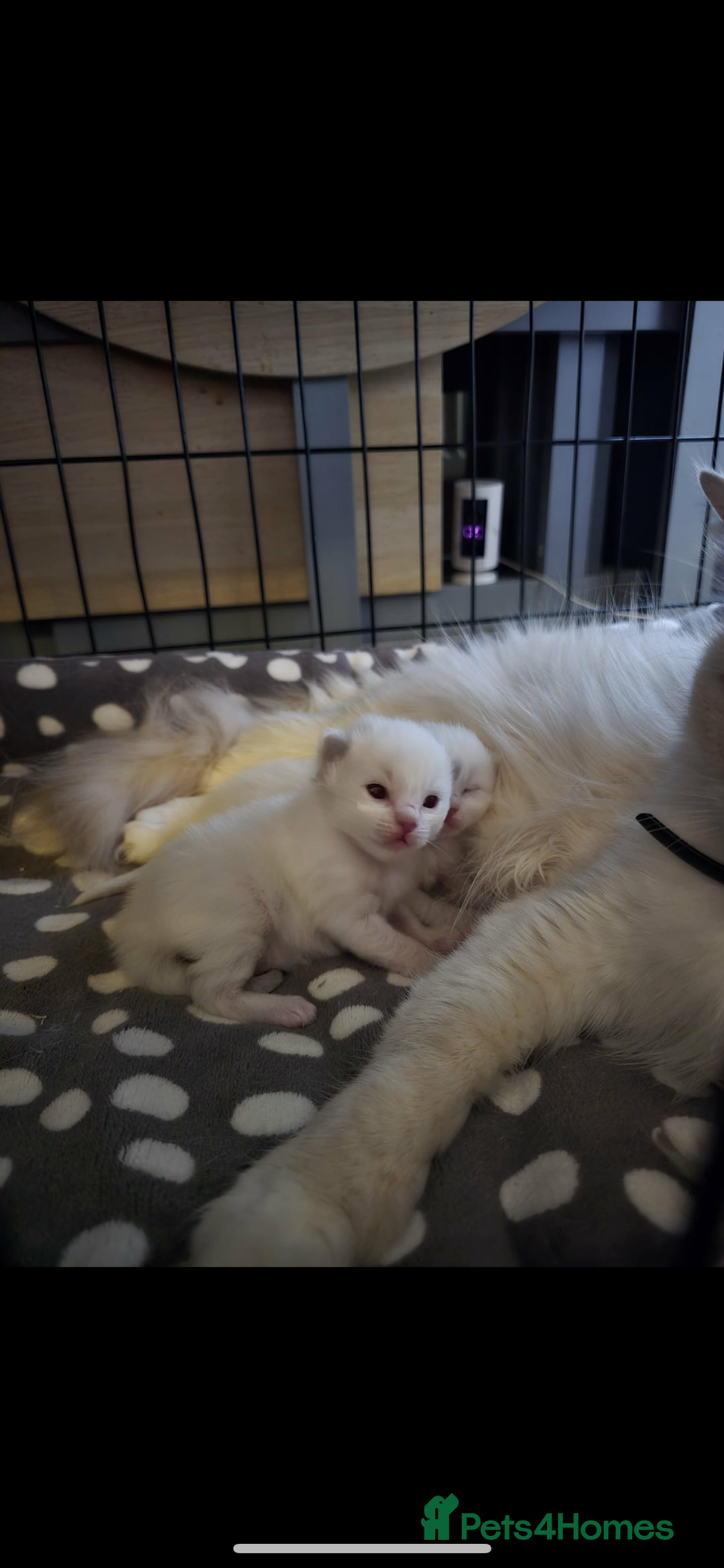 Ragdoll cats for sale: 2 female lilac ragdoll kittens 10 weeks old  - Advert 4
