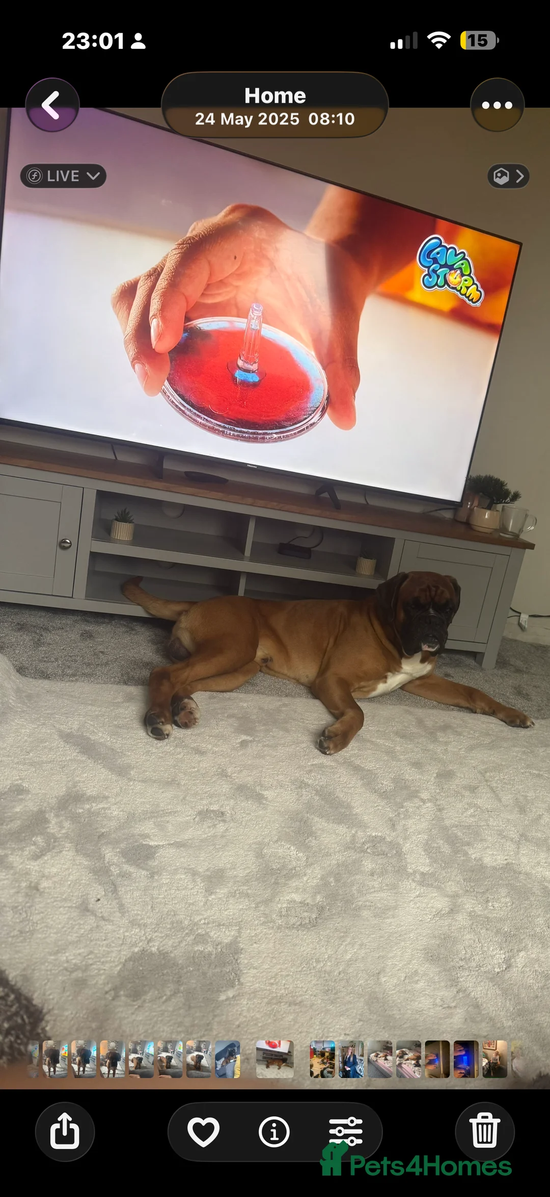 Boxer dogs for stud: Proven Tailed KC Reg Stud, health tested & heart 0 - Advert 11