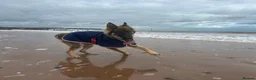 German Shepherd dogs for sale: Gentle 2 year old SPAYED German Shepherd in Exeter - Advert 7