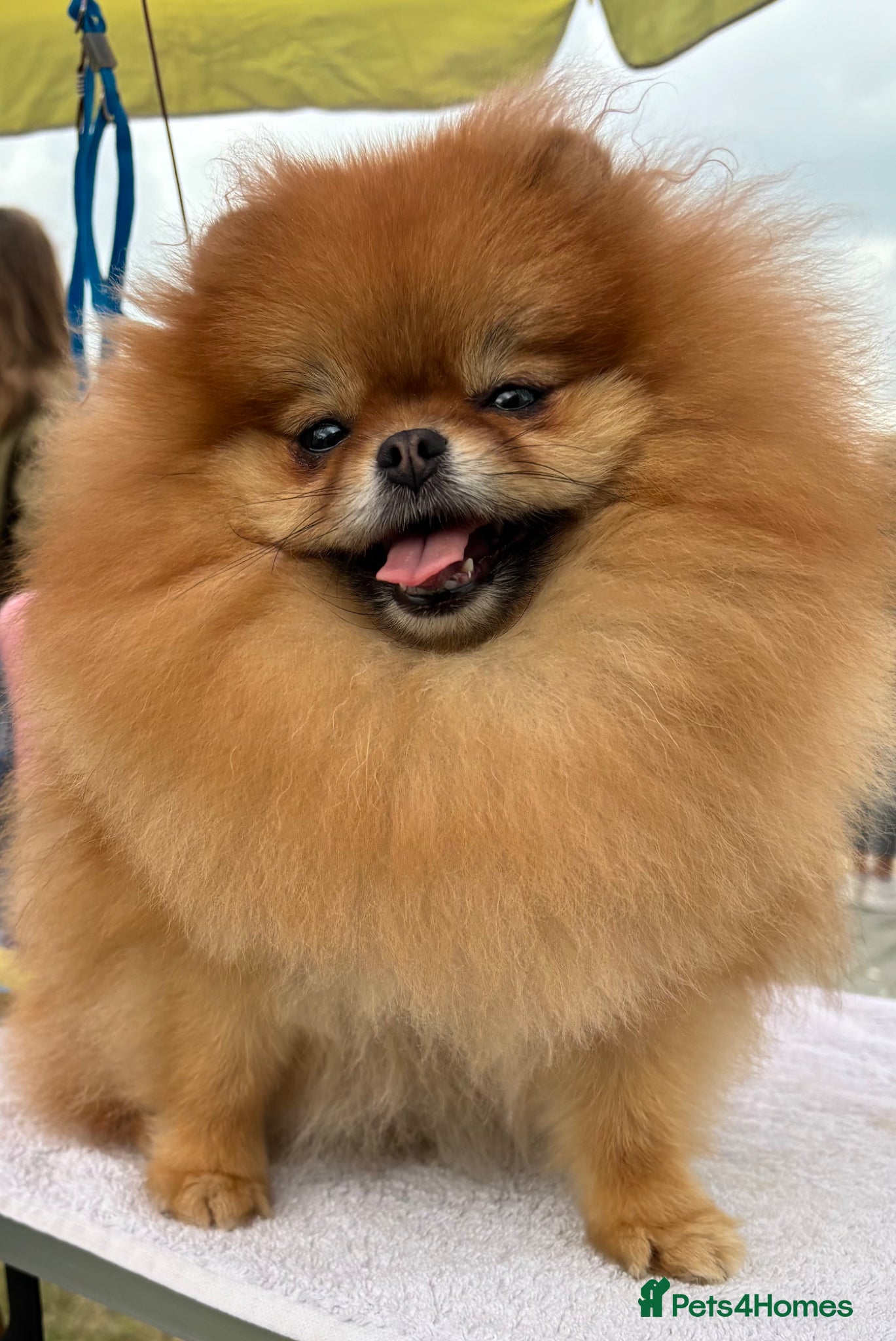 Pomeranian dogs Beautiful girl - Advert 5