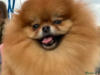 Pomeranian dogs Beautiful girl - Advert 5