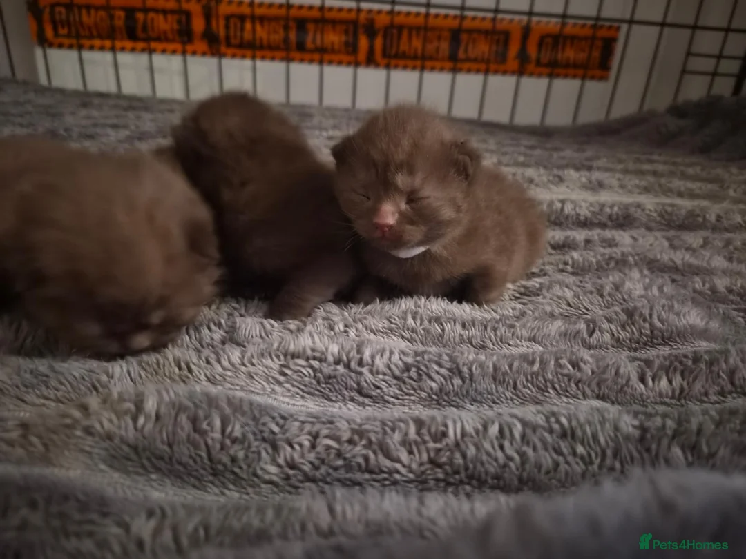 British Shorthair cats for sale: Beautiful chocolate british short haired kittens  - Advert 6