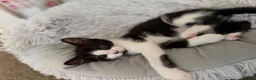 Mixed Breed cats for sale:  Beautiful Black & White Kittens Looking for home in Manchester - Advert 10