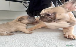 French Bulldog dogs for sale: Beautiful Boy Frenchie Puppy - Image 12
