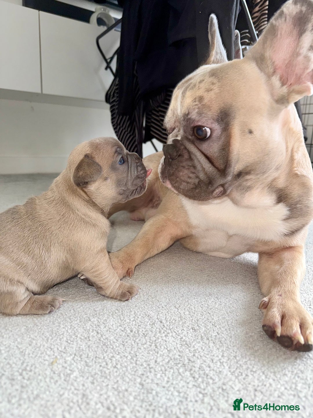 French Bulldog dogs for sale: Beautiful Boy Frenchie Puppy - Image 12