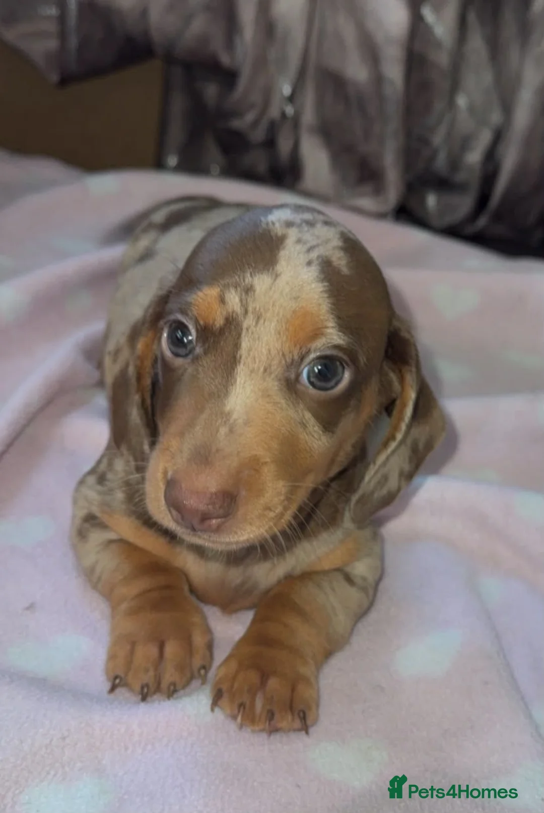 Miniature Dachshund dogs for sale: Beautiful miniature Dachshund ready 4 loving home - Advert 1