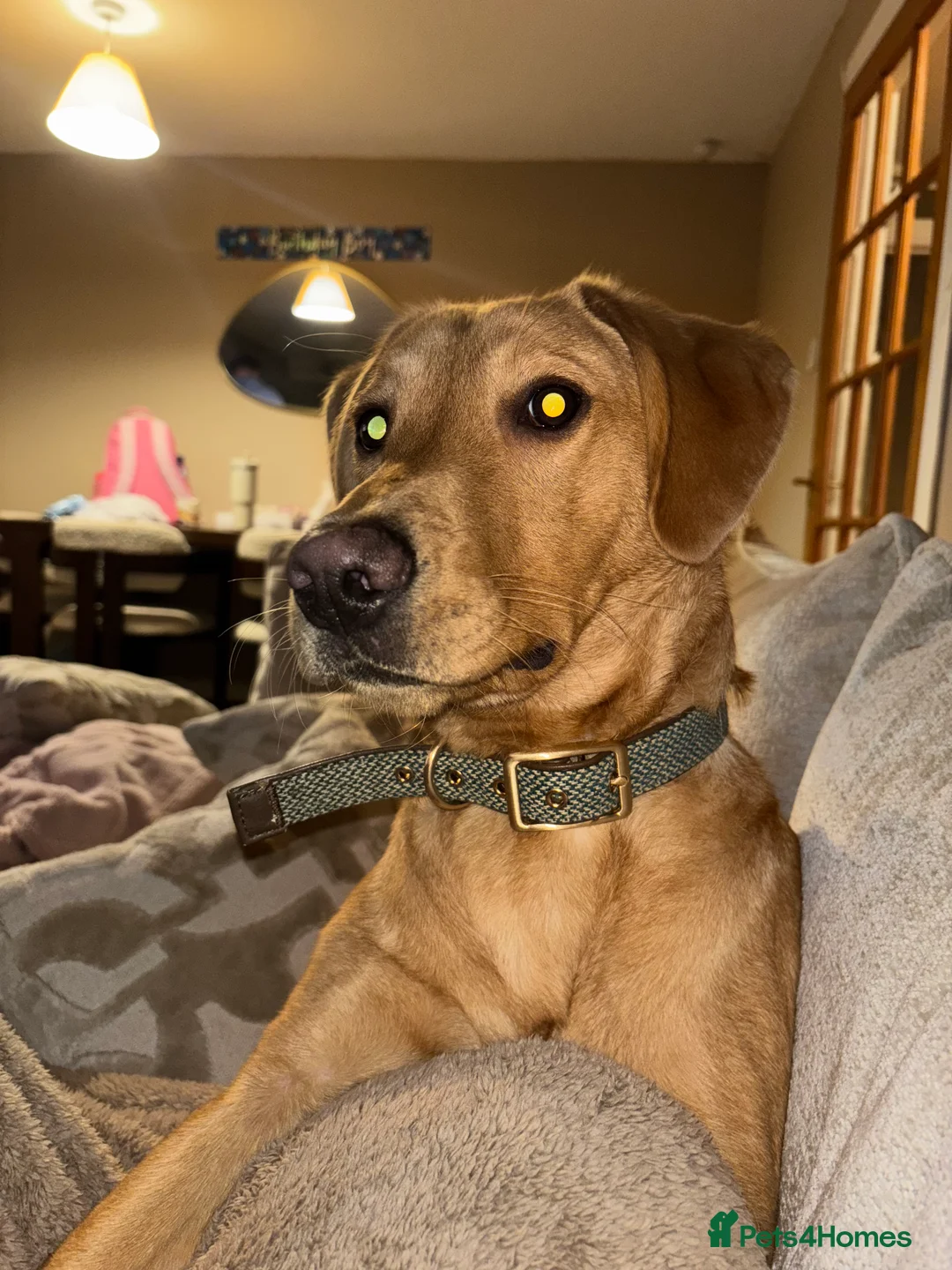 Labrador Retriever dogs for sale: Gorgeous KC registered Male Red Fox Labrador  - Advert 4