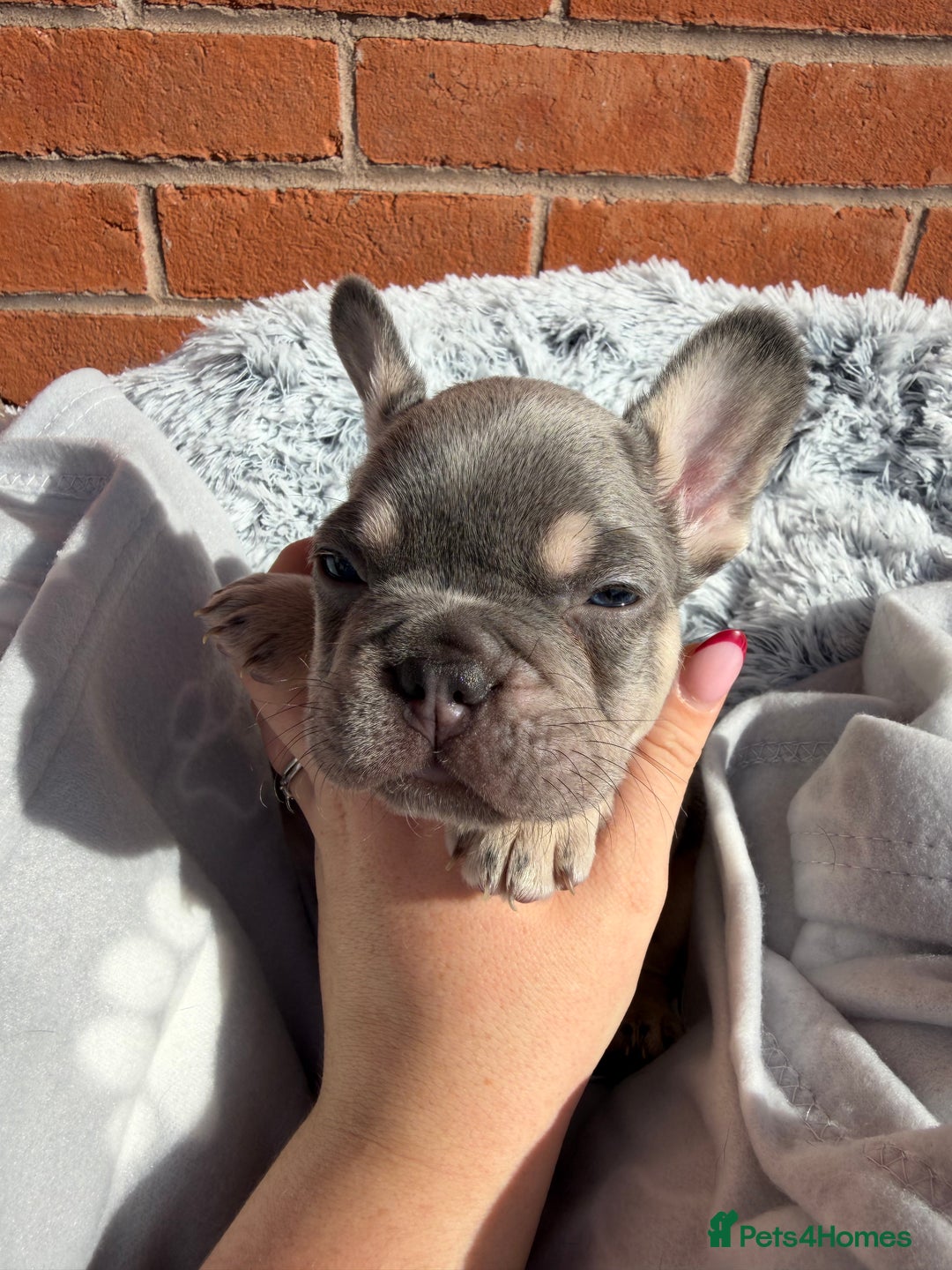 French Bulldog dogs for sale: 7 BEAUTIFUL FRENCHIE PUPPIES FOR SALE 🐾🐶  - Image 21