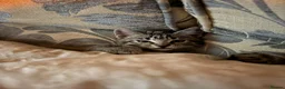 Mixed Breed cats for sale: Boy Kittens Looking for Their Forever Homes - Advert 10