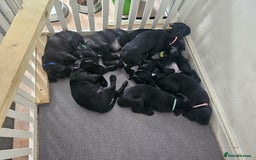 Cane Corso dogs for sale: Panther cane corso can leave today boy / girl  - Image 3