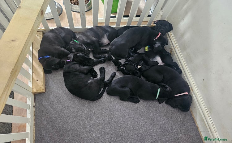 Cane Corso dogs - Advert 3