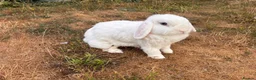 Mini Lop rabbits for sale: Two Blue eye white mini lop rabbits (and hutch) - Advert 3