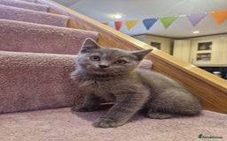 Scottish Fold cats for sale: 1 BSH Boy AVAILABLE. in Sheffield - Image 18