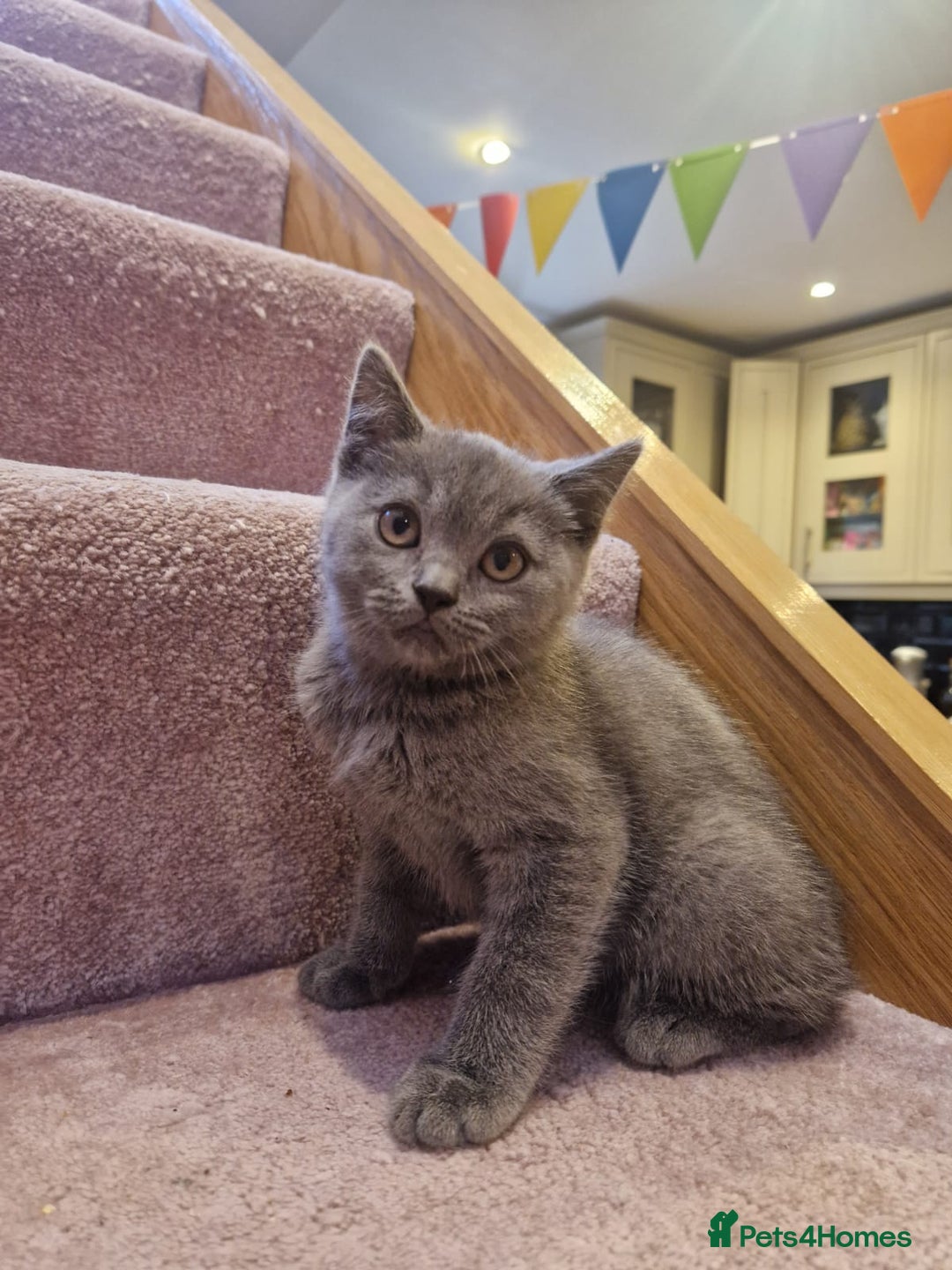Scottish Fold cats for sale: 1 BSH Boy AVAILABLE. in Sheffield - Image 18