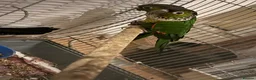 Conures birds for sale: 3 Proven Breeding Pairs of Conures With DNA Certs - Advert 6