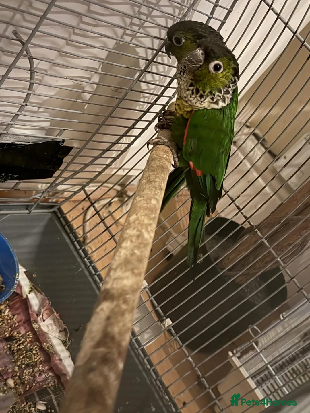 Conures birds for sale: 3 Proven Breeding Pairs of Conures With DNA Certs - Advert 6