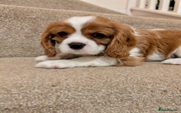 Cavalier King Charles Spaniel dogs for sale: Fully health tested CKCS 🐶💙🐾 - Image 36