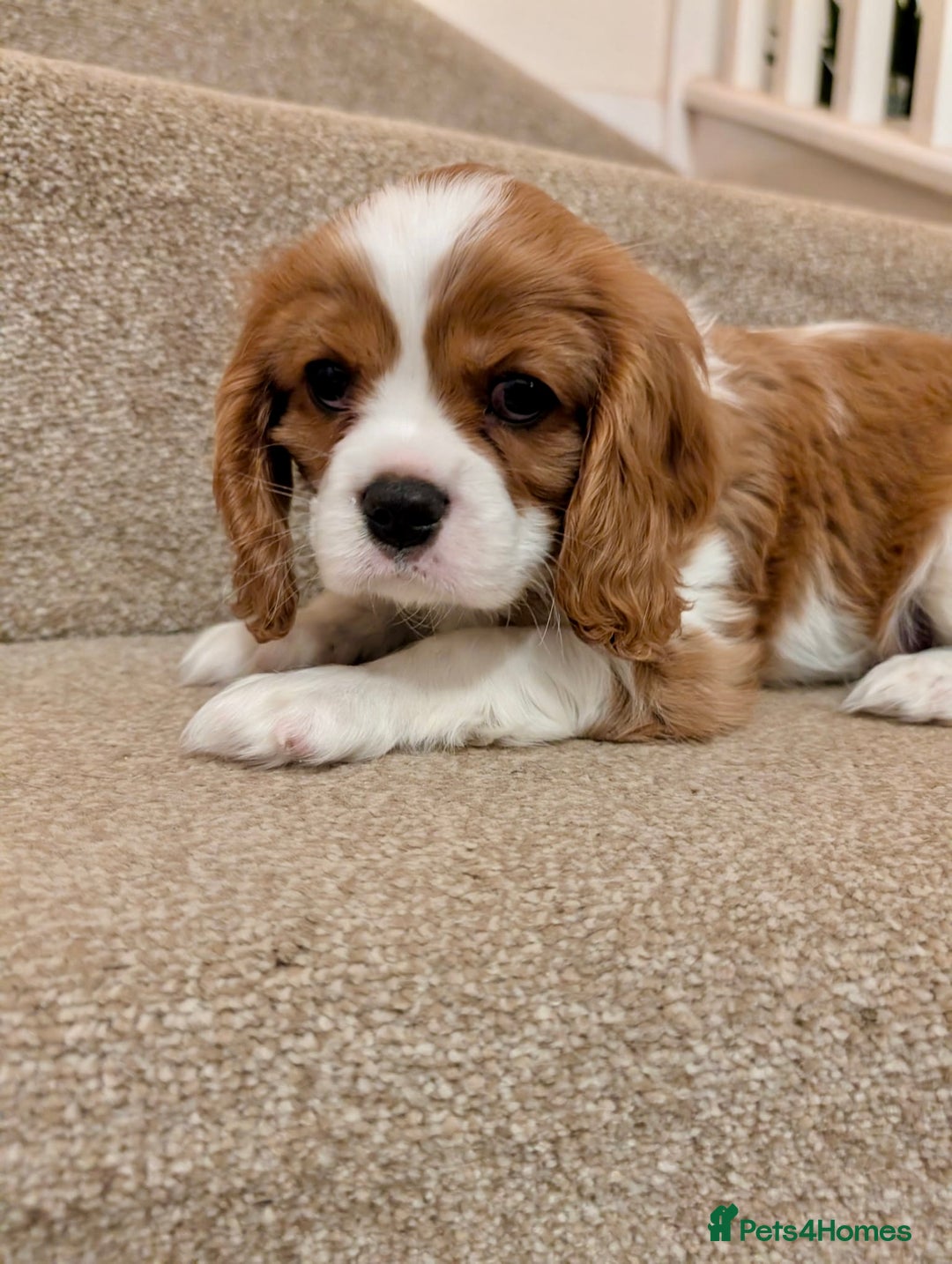 Cavalier King Charles Spaniel dogs for sale: Fully health tested CKCS 🐶💙🐾 - Image 36