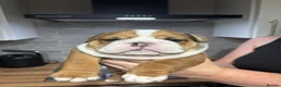 English Bulldog dogs for sale: Champion Sired KC Bulldog Puppies in Manchester - Advert 16