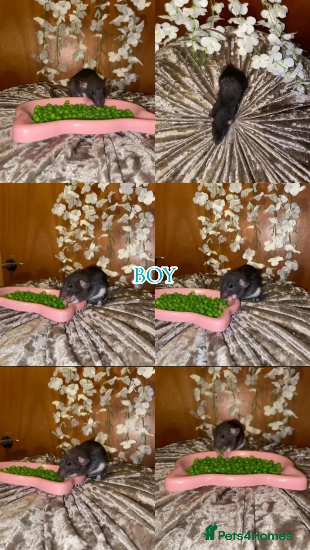 Rat rodents Beautiful babies ratties 🥰🥰🥰 - Advert 1