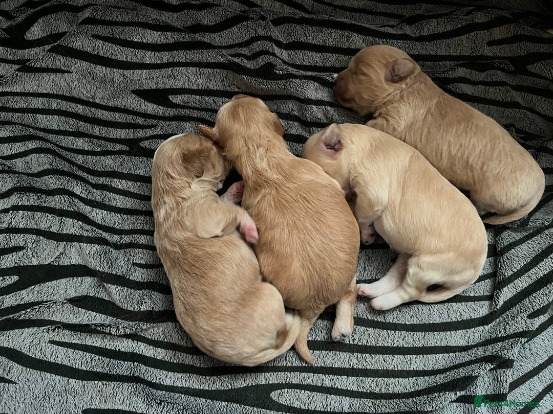 Maltipoo dogs for sale: F1 Beautiful Maltipool Puppies - Advert 13