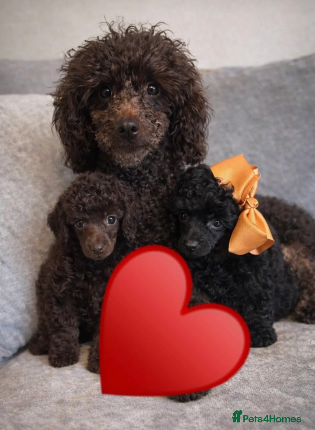 Toy Poodle dogs for sale: TOY POODLE PUPPIES🐶🐾 - Advert 10