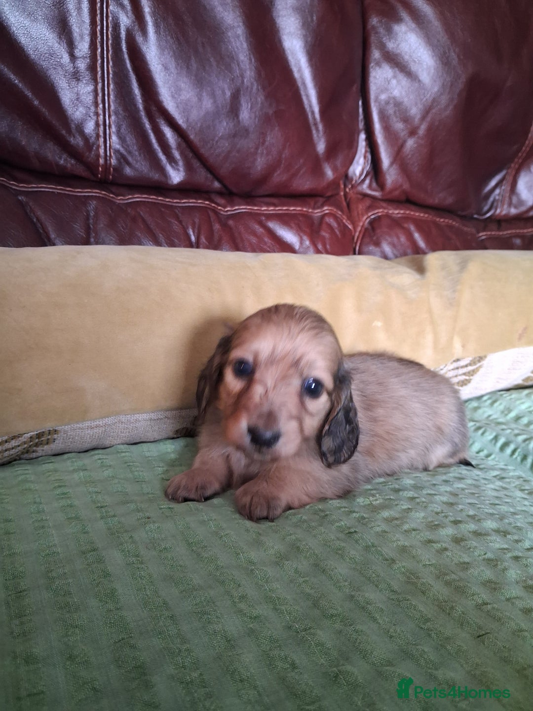 Miniature Dachshund dogs for sale: KC LONGHAIRED MINIATURE DACHSHUNDS  - Image 20