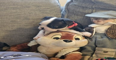 Boston Terrier dogs - Advert 11