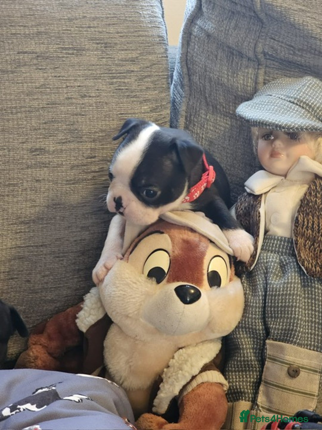 Boston Terrier dogs for sale: Boston Terrier 5* puppies - Image 3