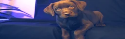 Labrador Retriever dogs for sale: Chocolate Labrador in Glasgow - Advert 18