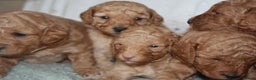 Cavapoo dogs for sale: 6 Cavapoos for sale - Advert 8