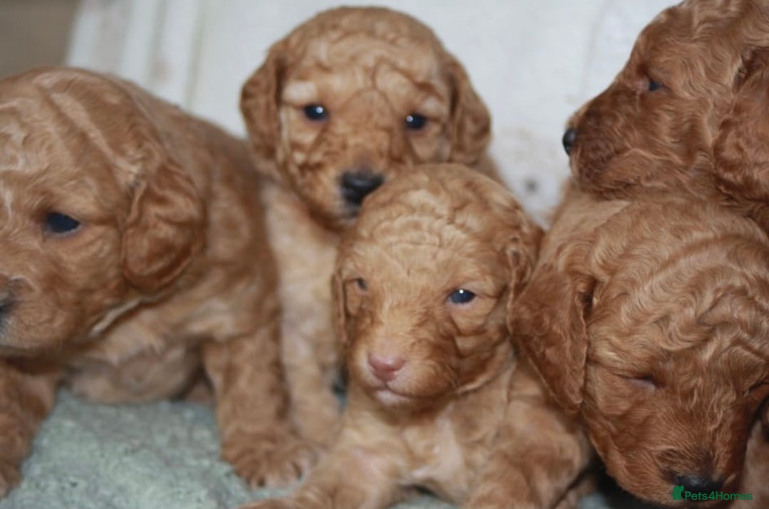 Cavapoo dogs for sale: 6 Cavapoos for sale - Advert 8