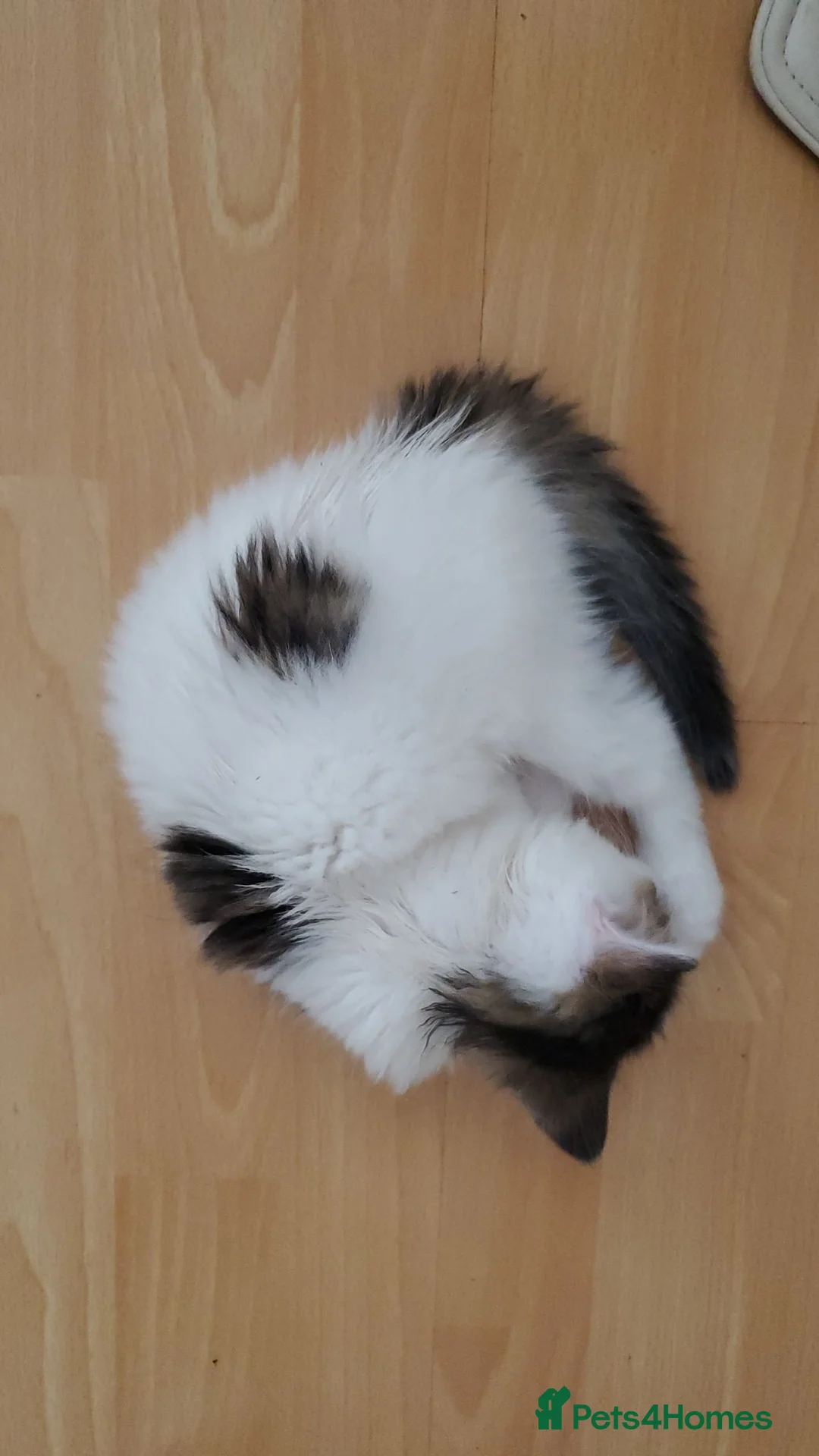 Mixed Breed cats for sale: 12-Week-Old Male Kitten looking for a Loving Home - Advert 2