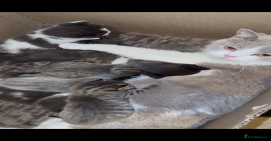 Mixed Breed cats - Advert 2