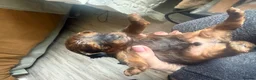 Mixed Breed dogs for sale:  Beautiful Toy Poodle Cross Puppies - Advert 14