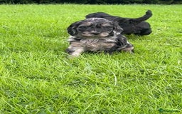 Cockapoo dogs for sale: Beautiful F1 Cockapoo puppies  - Image 21
